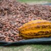 Engrais pour Cacao au Cameroun : Les Meilleures Solutions pour Augmenter la Production
