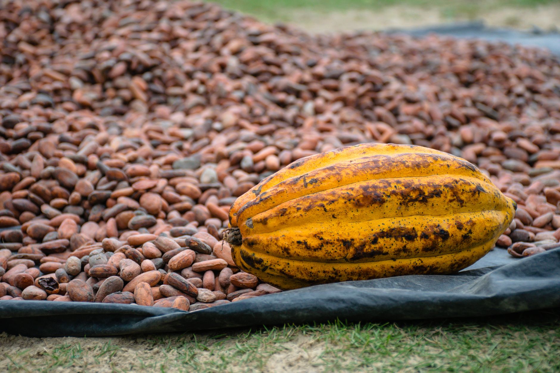 Engrais pour Cacao au Cameroun : Les Meilleures Solutions pour Augmenter la Production