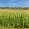 Deuxième Campagne Agricole au Cameroun : les meilleurs cultures pour Réussir !