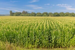 view of a corn field in the countryside