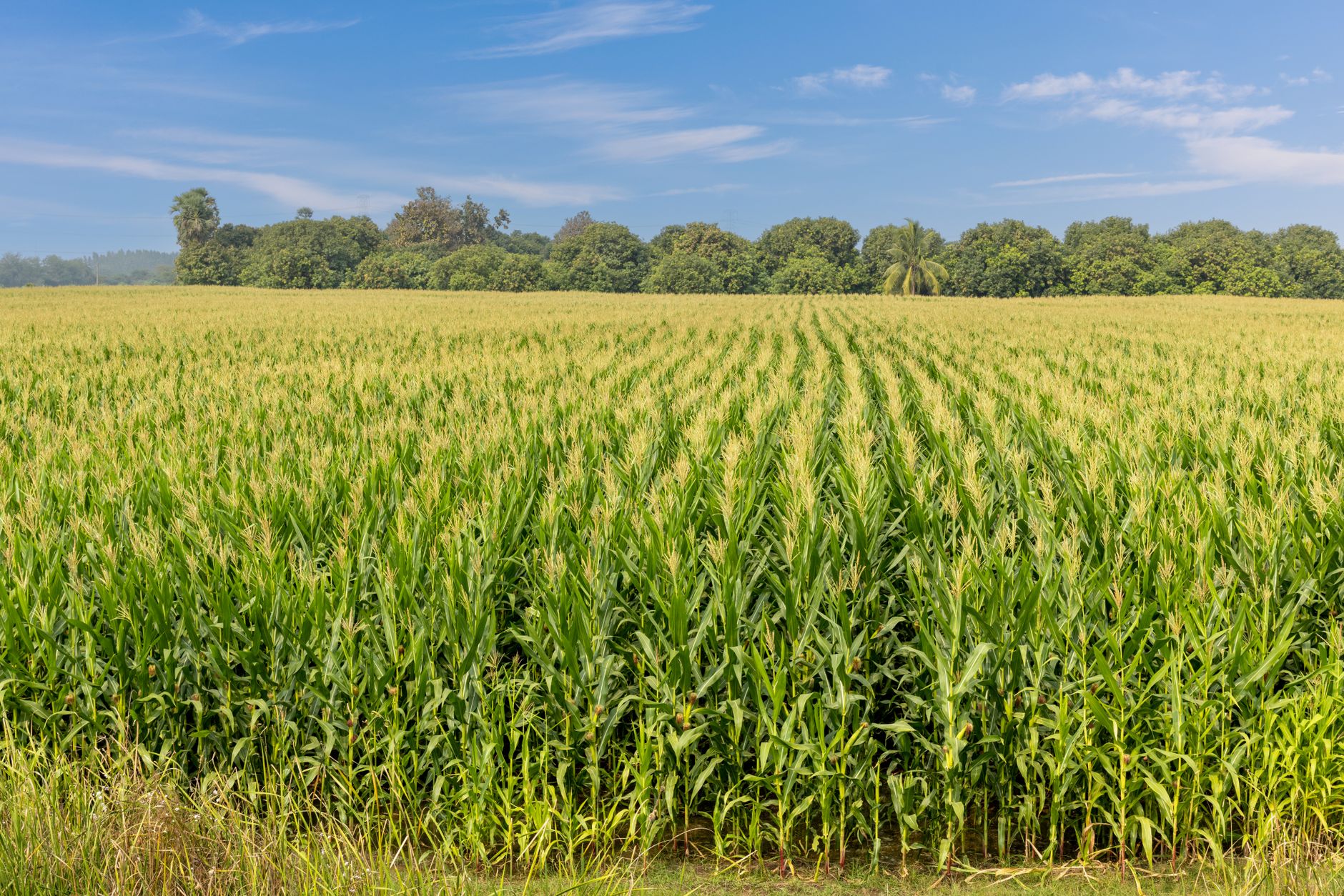 Deuxième Campagne Agricole au Cameroun : les meilleurs cultures pour Réussir !