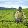 Cultures Rentables au Cameroun : 10 projets agricoles à démarrer avec moins de 500 000 FCFA en 2026