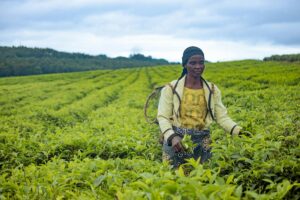 african farmer harvesting tea leaves in field