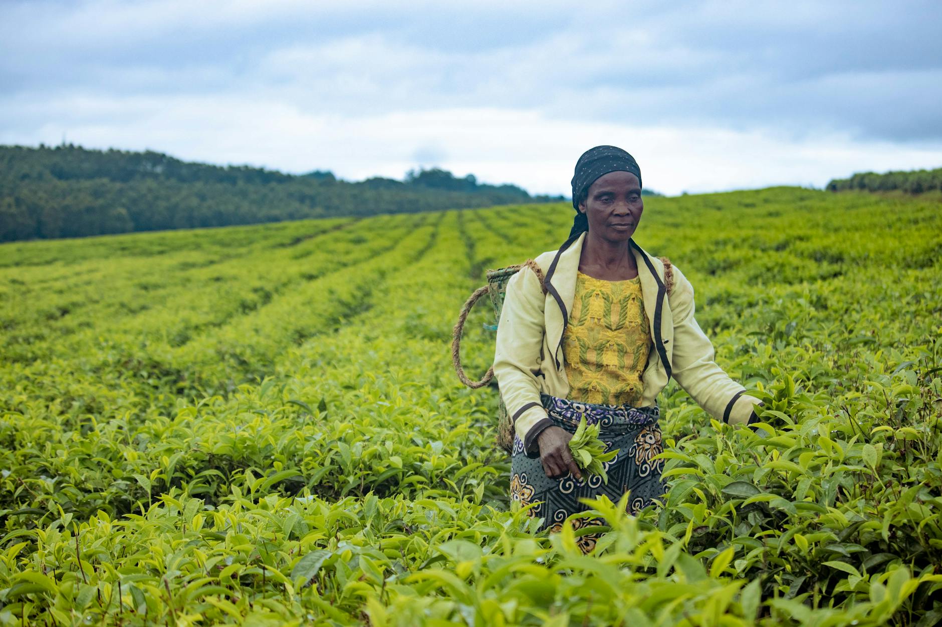 Cultures Rentables au Cameroun : 10 projets agricoles à démarrer avec moins de 500 000 FCFA en 2026