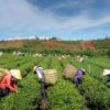 Agriculture au Cameroun : Les Erreurs Après Récolte qui Réduisent les Revenus des Agriculteurs