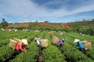people working in a field harvesting crops