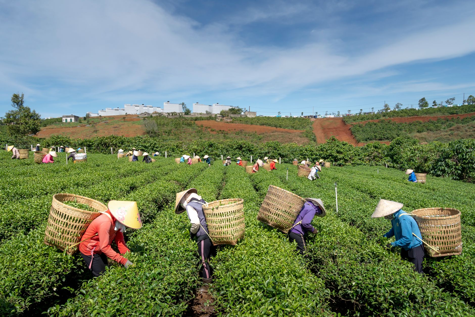 Agriculture au Cameroun : Les Erreurs Après Récolte qui Réduisent les Revenus des Agriculteurs